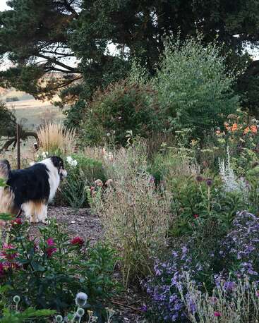 A fluffy black, white, and tan dog stands among vibrant wildflowers and tall grasses in a lush, colorful garden with large trees in the background.