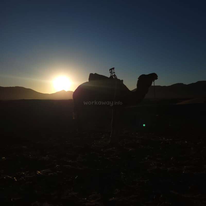 The image depicts a camel in silhouette against a desert landscape at sunset, with the sun setting behind a mountain range in the distance.