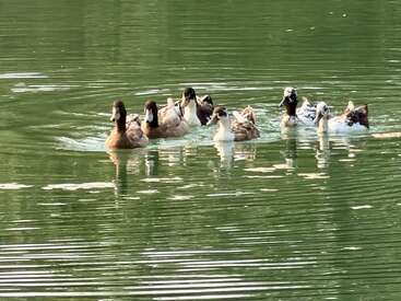 A group of ducks swims gracefully together on a calm, greenish pond, creating gentle ripples in the water as sunlight beautifully reflects off the surface.