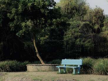 A light blue bench sits next to a small tree in a peaceful park setting, surrounded by lush greenery and tall grass under soft sunlight.