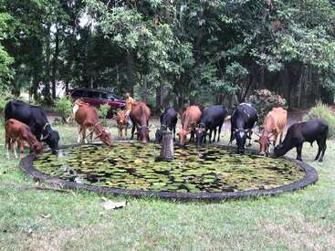 A group of cows drinks water from a circular pond filled with lily pads. There are trees, grass, a red car, and a person in the background.