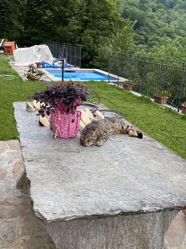Eine getigerte Katze faulenzt auf einem Steintisch neben einer rosa Topfpflanze, in der Nähe eines Pools und eines Gartens mit üppig grünen Bäumen im Hintergrund.