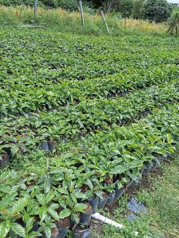 Fileiras de plantas verdes jovens e saudáveis em sacos plásticos pretos enchem um viveiro, ao ar livre em um ambiente rural, cercado por grama, canos e postes de madeira.