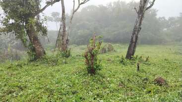 Uma paisagem verde e enevoada com várias árvores esguias em um terreno gramado. Folhagem densa e arbustos aparecem ao fundo, evocando uma atmosfera serena e tranquila.