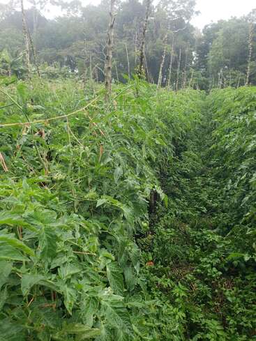 Esta imagem mostra um exuberante campo de tomates verdes com plantas altas sustentadas por estacas de madeira, cercado por vegetação densa e árvores sob um céu nublado.