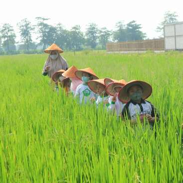 A group of children and an adult, all wearing traditional conical hats and face masks, walk through a lush green rice field on a sunny day.