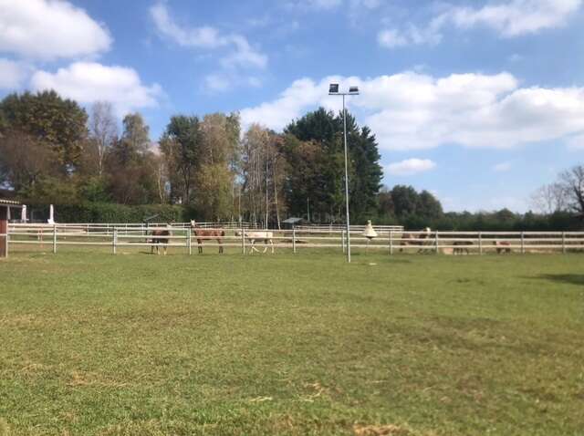 Une journée ensoleillée dans un pâturage clôturé avec de l'herbe verte, plusieurs chevaux qui broutent, des arbres en arrière-plan, des nuages blancs et un grand poteau lumineux en vue.