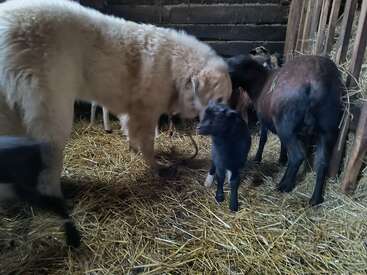 A large fluffy white dog stands in a barn with several goats, including a small black kid, all surrounded by straw on the ground and wooden stalls.