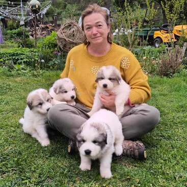 A woman in a yellow sweater sits on grass, smiling gently while holding four fluffy white and brown puppies, surrounded by greenery and garden equipment outdoors.