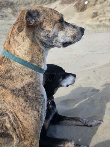 Two dogs sit close together on a sandy beach, gazing intently into the distance. One dog has a brindle coat, the other is mostly black.