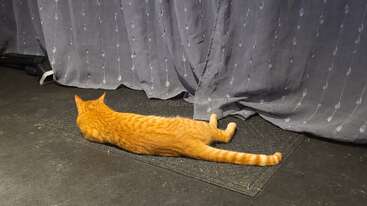 A ginger tabby cat lies stretched out on a dark mat, facing gray patterned curtains. The floor appears dark, adding contrast to the cat's orange fur.