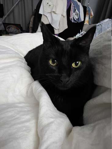 A sleek black cat with striking yellow eyes lounges comfortably on a cozy white blanket, with clothes and laundry visible in the background, creating a homely scene.