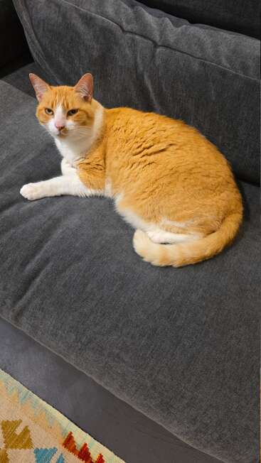 A relaxed orange and white cat lies comfortably on a dark gray sofa, looking toward the camera. A colorful patterned rug is partially visible below.