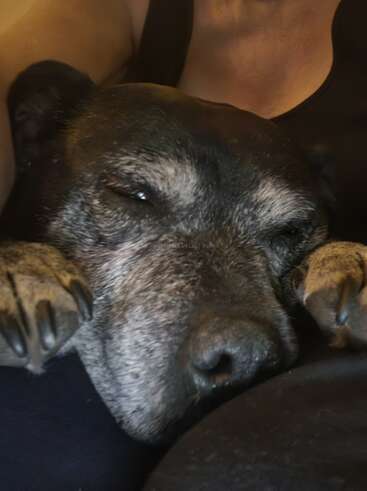 A close-up photo of a relaxed, grey-muzzled dog cuddling closely with a person. The dog's eyes are partially closed, enjoying a cozy, loving moment.