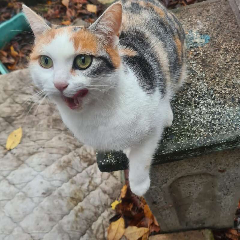 A calico cat with green eyes sits on a weathered stone surface, mouth open, possibly meowing. Autumn leaves and a quilted mat are visible around.