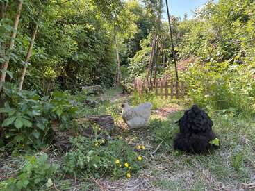 In einem üppigen, grünen Garten mit Wildblumen und wild wuchernden Pflanzen erkunden ein weißes Huhn und ein schwarzes Huhn friedlich die Umgebung und genießen die Sonne und die Natur.