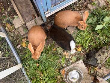 L'image représente trois lapins dans une cage, avec un bol d'eau et de l'herbe visibles. Les lapins sont bruns, noirs et blancs et semblent manger.