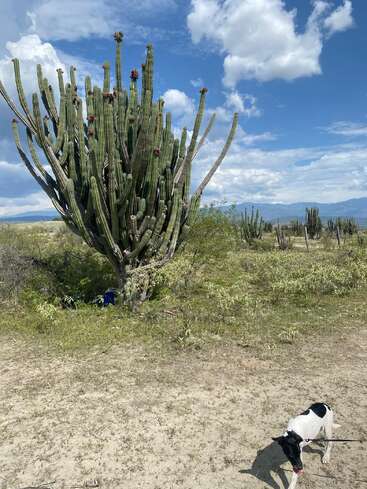 Un grand cactus imposant se dresse dans un paysage désertique ensoleillé et aride, sous un ciel bleu parsemé de nuages. Un chien noir et blanc se promène à proximité.