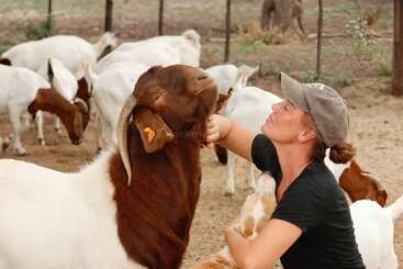 A woman wearing a cap affectionately scratches a large brown and white goat's chin. Other goats graze in the background, creating a peaceful farm scene.