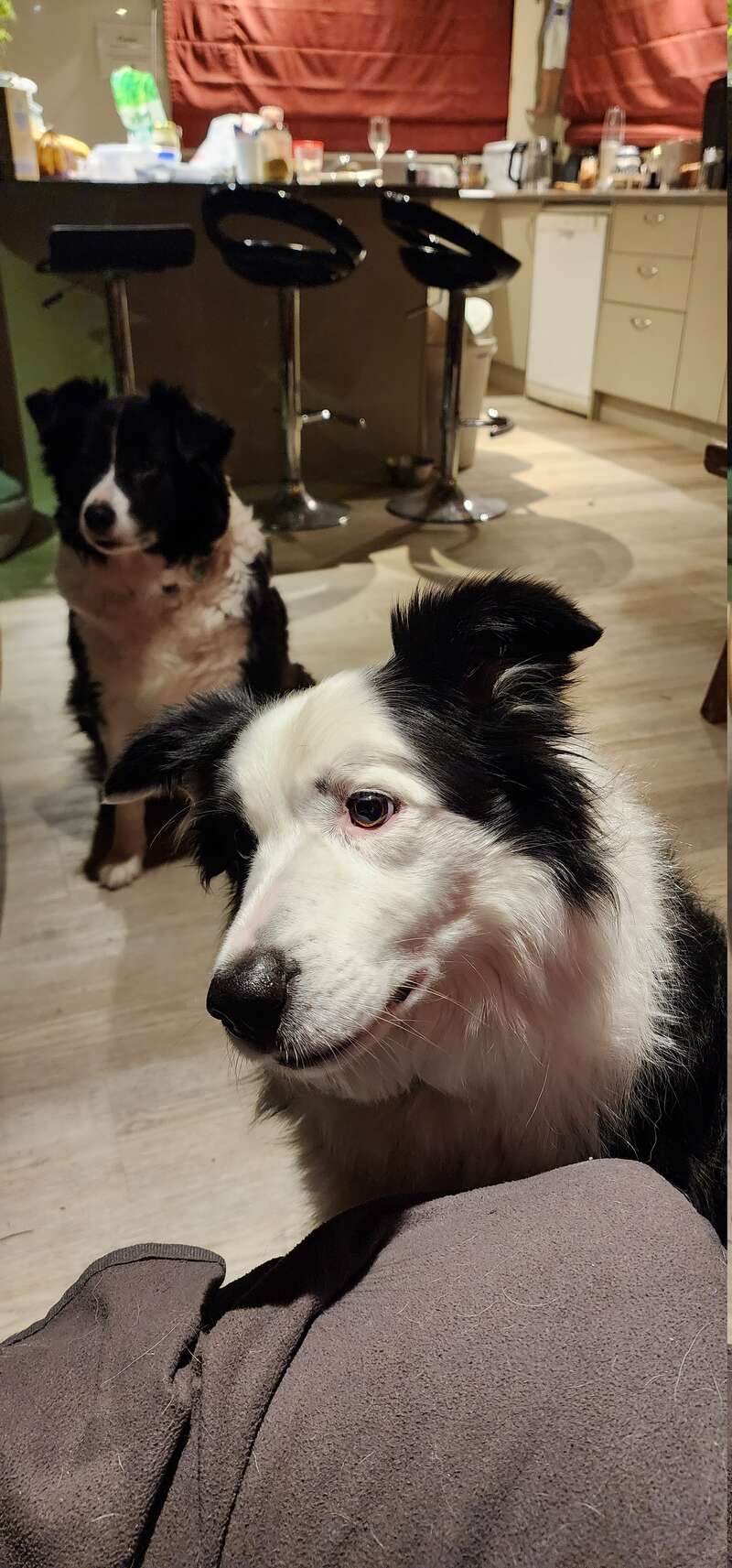 A helping hand appreciated at our lifestyle block in Upper Hutt, New