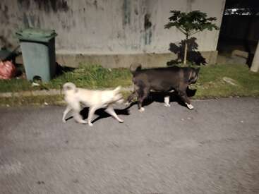 Two dogs, one black and one white, are walking together at night along a quiet street. A trash bin and small tree are visible nearby.