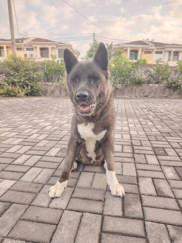 A friendly black and white dog sits on a paved driveway, with blooming bushes and suburban houses in the background under a partly cloudy sky.