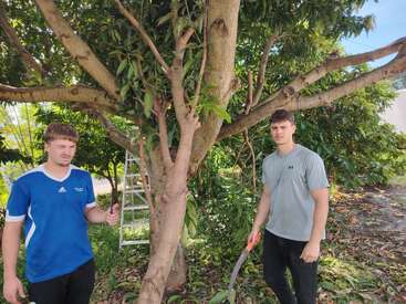 Two young men stand by a large tree holding pruning tools. Cut branches and leaves are scattered nearby. A metal ladder leans against the tree behind them.