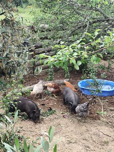 En una zona ajardinada, frondosa y verde, hay dos lechones negros y varias gallinas que picotean cerca de un cubo azul de plástico lleno de agua y de una valla rústica de madera.