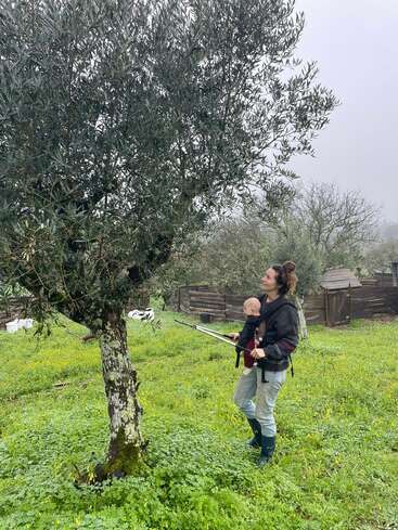 Una persona está de pie al aire libre, con un bebé en un portabebés, mirando hacia un olivo mientras sostiene una podadora. A su alrededor hay una exuberante pradera verde.