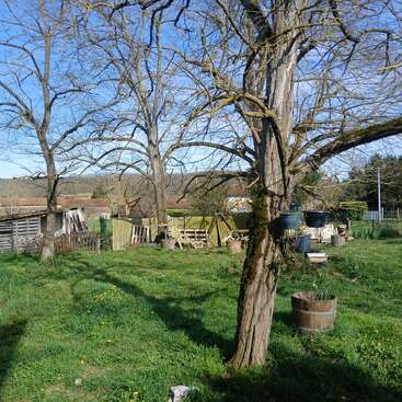 Uma cena tranquila de jardim rural com árvores sem folhas, grama verde, flores amarelas espalhadas, cercas de madeira, móveis de jardim, vasos suspensos, barris e um céu azul ao fundo.