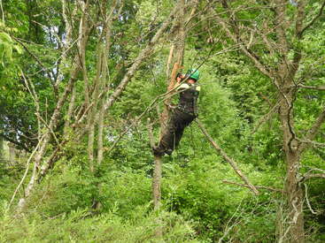 Una persona con equipo de seguridad sube a un árbol en medio de un denso bosque verde, cortando ramas con una motosierra, rodeada de varios árboles y frondoso follaje.