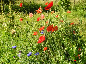 Esta imagen muestra un vibrante prado de flores silvestres con amapolas de color rojo vivo y algunos acianos azules, bañado por la cálida luz del sol, rodeado de exuberante hierba verde.