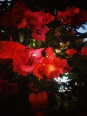 Uma imagem em close-up de flores de buganvílias vermelhas vibrantes em flor, suavemente iluminadas pela luz do sol, com folhas verdes exuberantes e um fundo escuro e desfocado.
