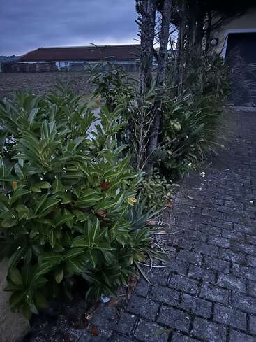 La imagen muestra un camino empedrado junto a una casa, bordeado por varios arbustos y árboles verdes. Al fondo se ve un cielo nublado y un edificio rural.