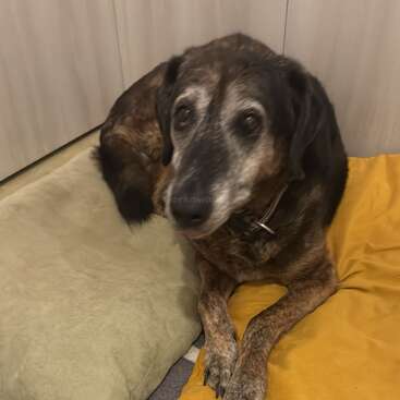 Ein älterer Hund mit grauer Schnauze liegt gemütlich auf zwei Kissen – einem grünen und einem gelben – in einem gemütlichen Innenraum mit weichem Teppichboden.