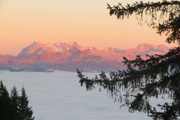 Snow-capped mountains glow at sunrise, framed by pine branches. A sea of clouds covers the valley below, creating a serene, picturesque alpine landscape with warm colors.