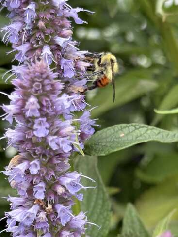 Una abeja peluda recoge néctar de una alta espiga de flores moradas, rodeada de vibrantes hojas verdes, destacando un momento de polinización en la naturaleza.