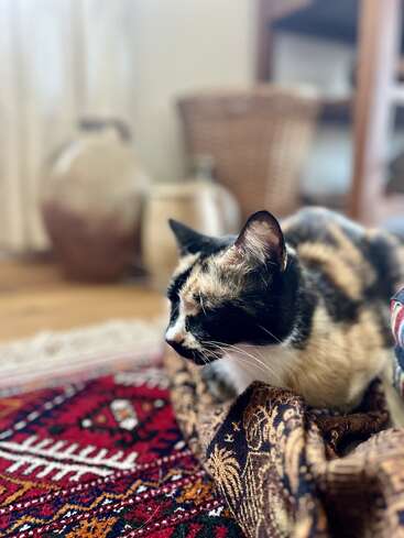 Eine Kattunkatze ruht friedlich auf einem verzierten, gemusterten Stoff neben einem leuchtend rot gemusterten Teppich. Im Hintergrund stehen geflochtene Körbe, Töpferwaren und warmes, natürliches Licht.