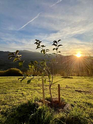 Ein junger Baum steht bei Sonnenuntergang auf einer Wiese, gestützt von Pfählen, mit Bergen und einer glühenden Sonne, die die ruhige Landschaft wunderschön beleuchtet.