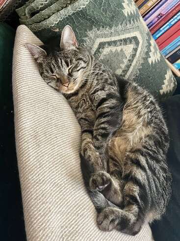 Eine grau getigerte Katze schläft friedlich auf einem cremefarbenen Kissen und schmiegt sich an ein grün gemustertes Kissen mit gestapelten Büchern im Hintergrund. Gemütliche Nachmittagsstimmung.