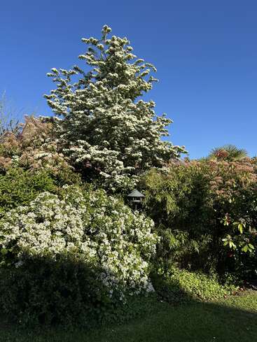 Une scène de jardin pleine de vie, avec un grand arbre et un buisson couverts de fleurs blanches, un feuillage d'un vert luxuriant et un ciel bleu limpide par une journée ensoleillée.