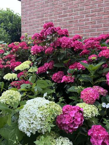 Des hortensias aux couleurs vives, roses et blanches, fleurissent en abondance dans un parterre, avec en toile de fond un mur de briques rouges, créant ainsi un décor luxuriant, coloré et plein de vie.