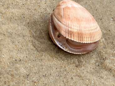 Uma foto em close-up de uma concha cor de pêssego parcialmente enterrada na areia molhada, mostrando suas saliências texturizadas e beleza natural em um cenário sereno de praia.