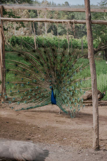 A vibrant peacock displays its beautiful, colorful feathers inside an enclosed area surrounded by wooden posts and netting, with green foliage visible in the background.