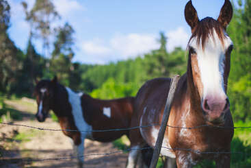 Two brown and white horses stand behind a barbed-wire fence on a sunny day, surrounded by green trees and an open field, under a blue sky.