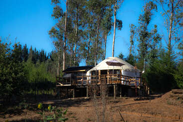 A yurt-style structure sits elevated on a wooden deck amid a forest of tall trees, blending rustic architecture with modern comfort, bathed in bright sunlight.