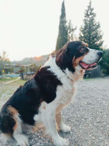 A imagem mostra um cachorro sentado em um caminho de cascalho, voltado para a direita, com um fundo desfocado de árvores, uma casa e uma cerca, contra um céu claro.