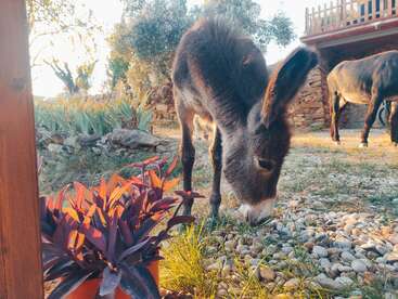 A imagem mostra um burro pastando em um terreno rochoso, cercado por plantas e árvores, com outro burro visível ao fundo.