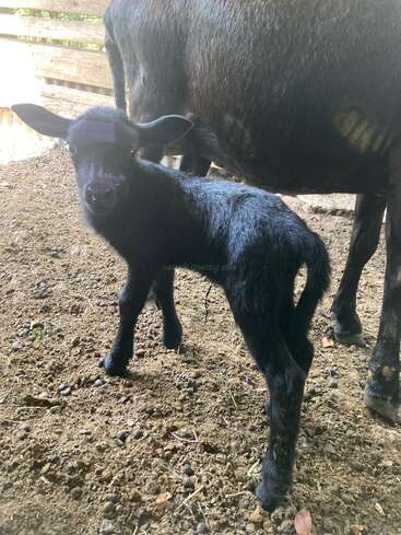 Ein schwarzes Ziegenbaby steht neben seiner Mutter in einem Pferch auf der Erde und schaut mit großen Ohren und hellen Augen neugierig in die Kamera.