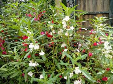 The image depicts a vibrant garden bed featuring a mix of green leaves and white and red flowers, set against a rustic wooden fence backdrop.
